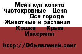 Мейн-кун котята чистокровные › Цена ­ 25 000 - Все города Животные и растения » Кошки   . Крым,Инкерман